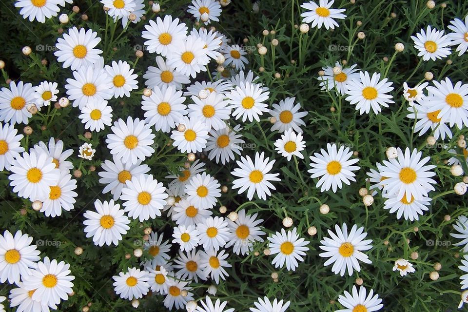 Daisies