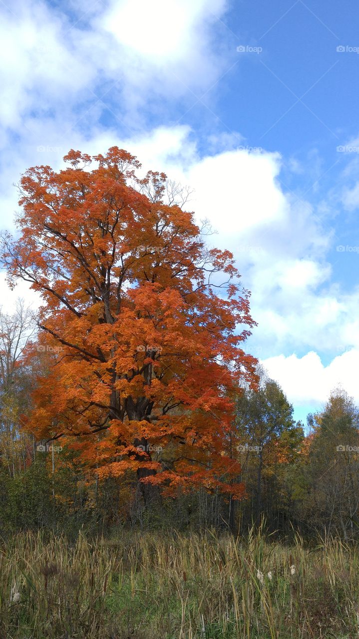 Autumn orange tree. mid October tree with orange and yellow
