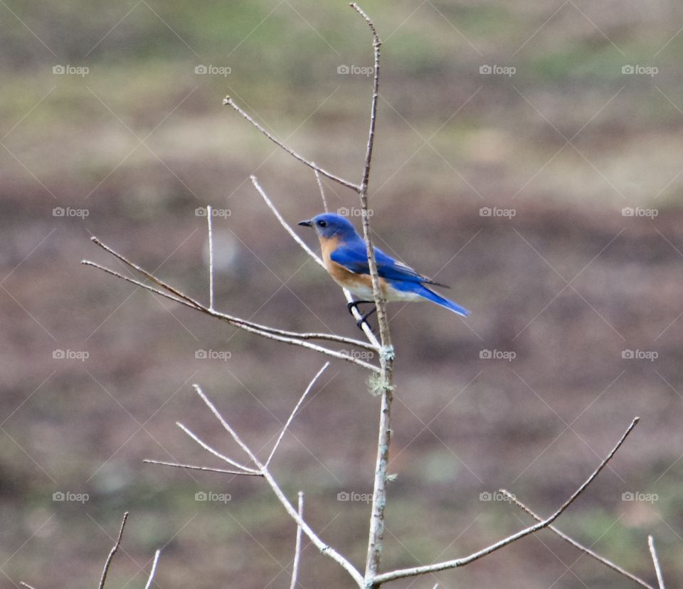 Bright Bird Pretty Bird