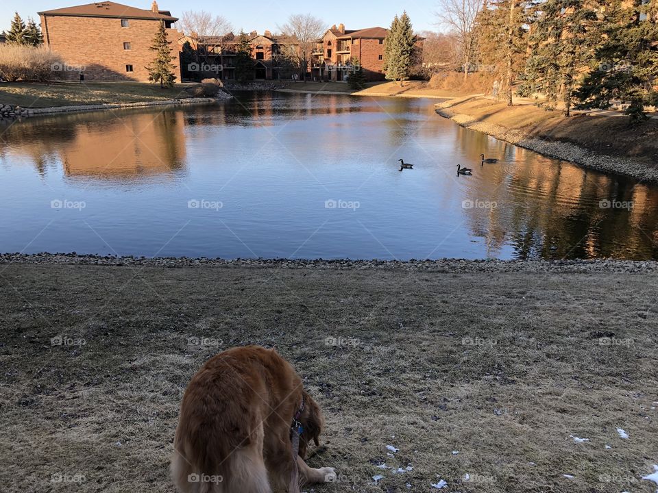 Golden retriever dog on leash. Stop at the lake, surrounded by trees and a huge pond with Geese