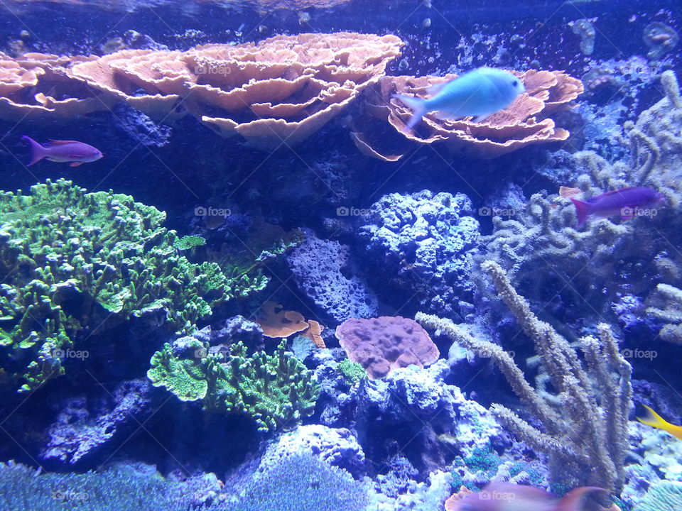 Underwater, Coral, Ocean, Fish, Reef