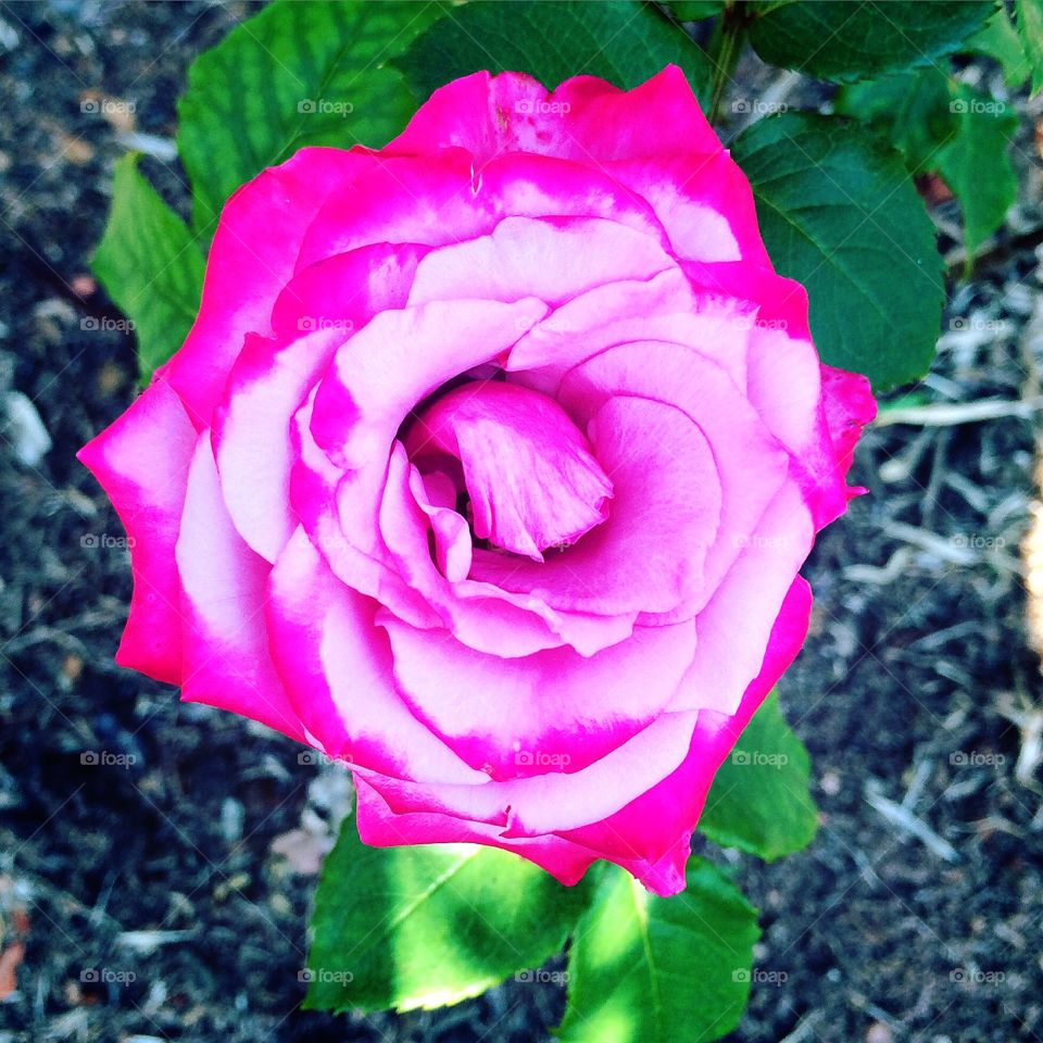 🌺Fim de #cooper!
Suado, cansado e feliz, curtindo a beleza das #flores.
🏁
#corrida
#running
#flowers
#CorujãoDaMadrugada
#alvorada
#flor