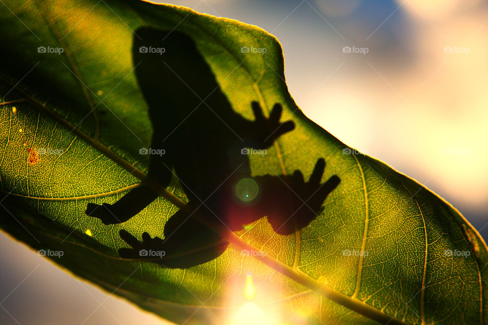 Silhouette of frog on green leaf