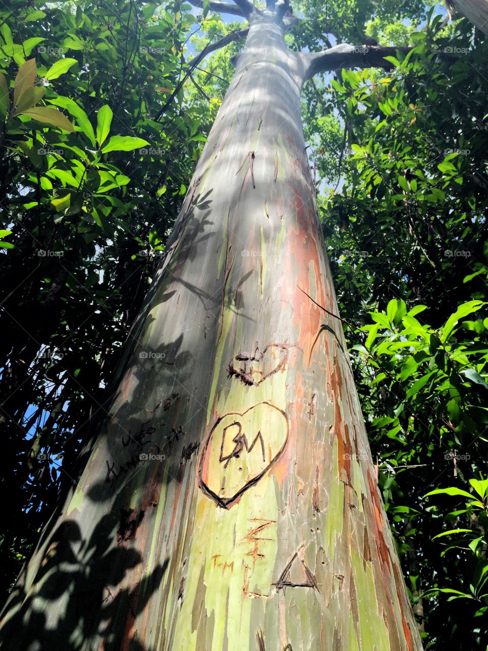 eucalyptus tree. eucalyptus tree hawaii 