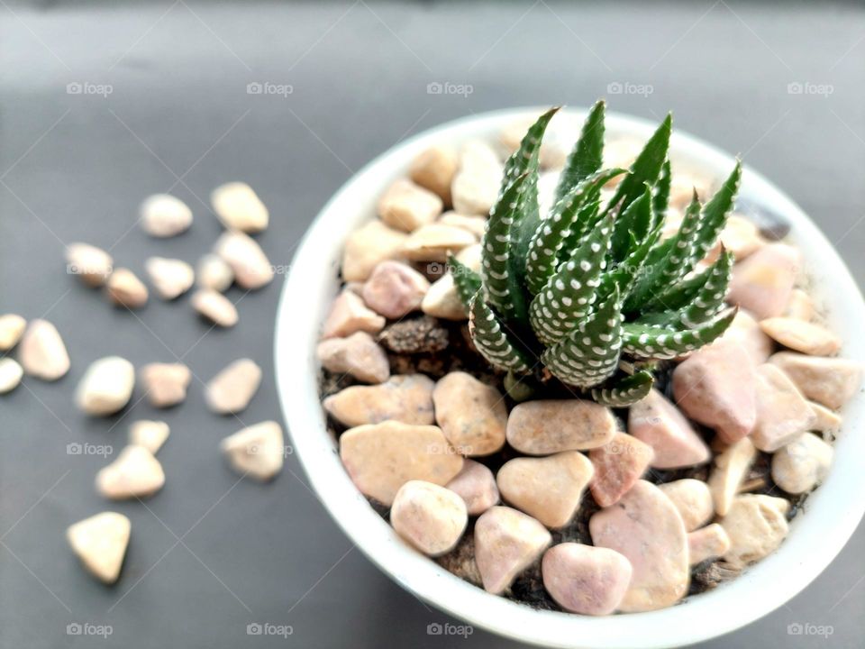 Haworthia zebra