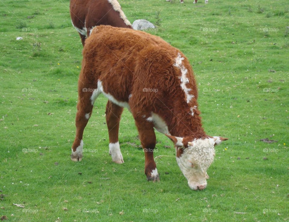 calf iin Scotland
