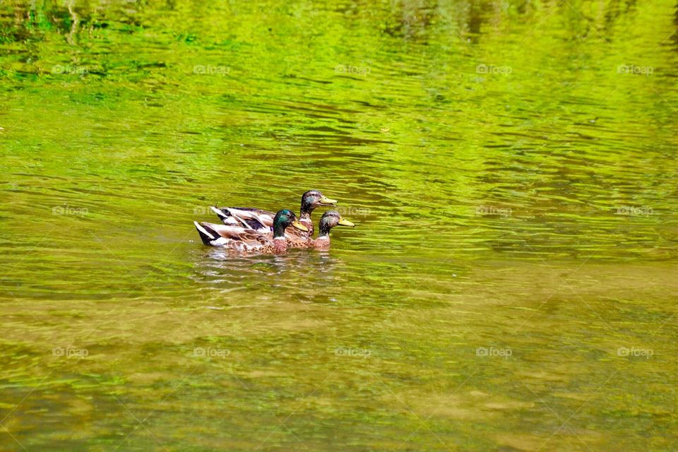 Ducks out for a swim. 