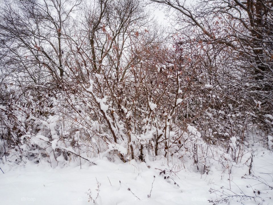 Forest trees in the snow.