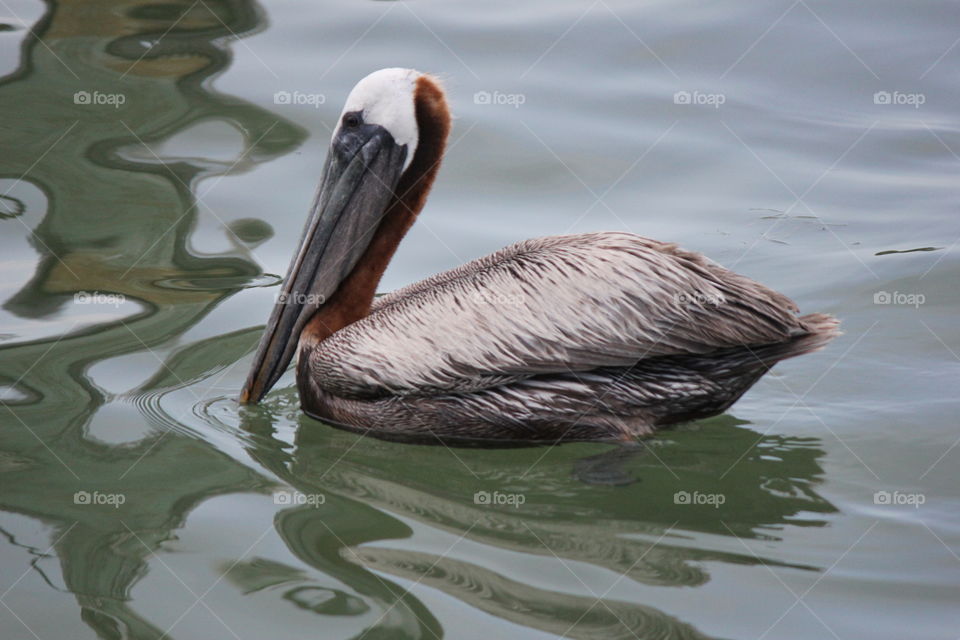 Birds of Florida. Pelican in Florida 