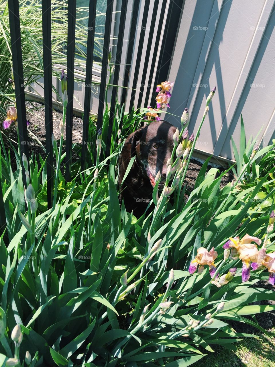 Dog in the flowers