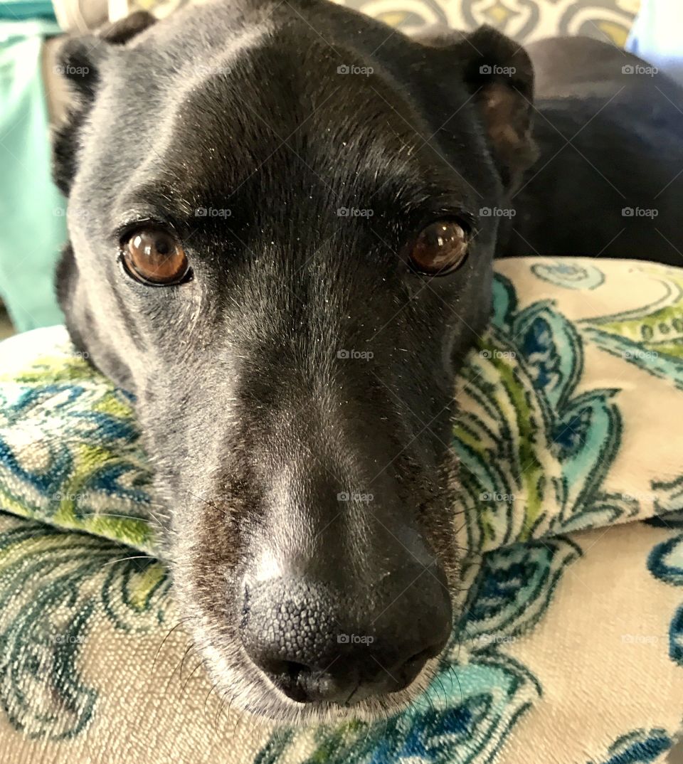 Black Lab Face