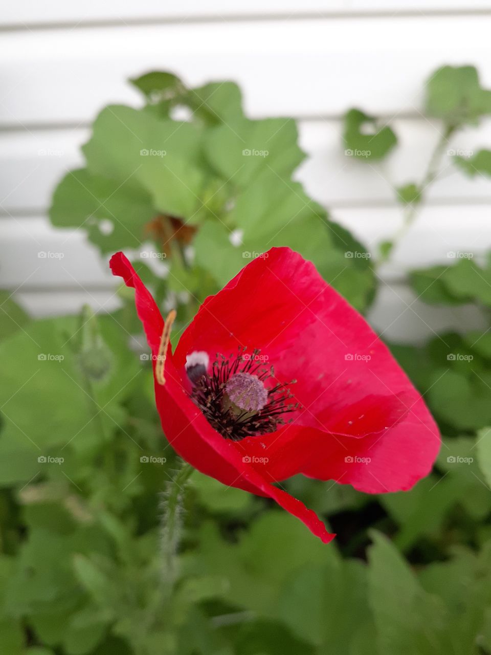 Red Poppy