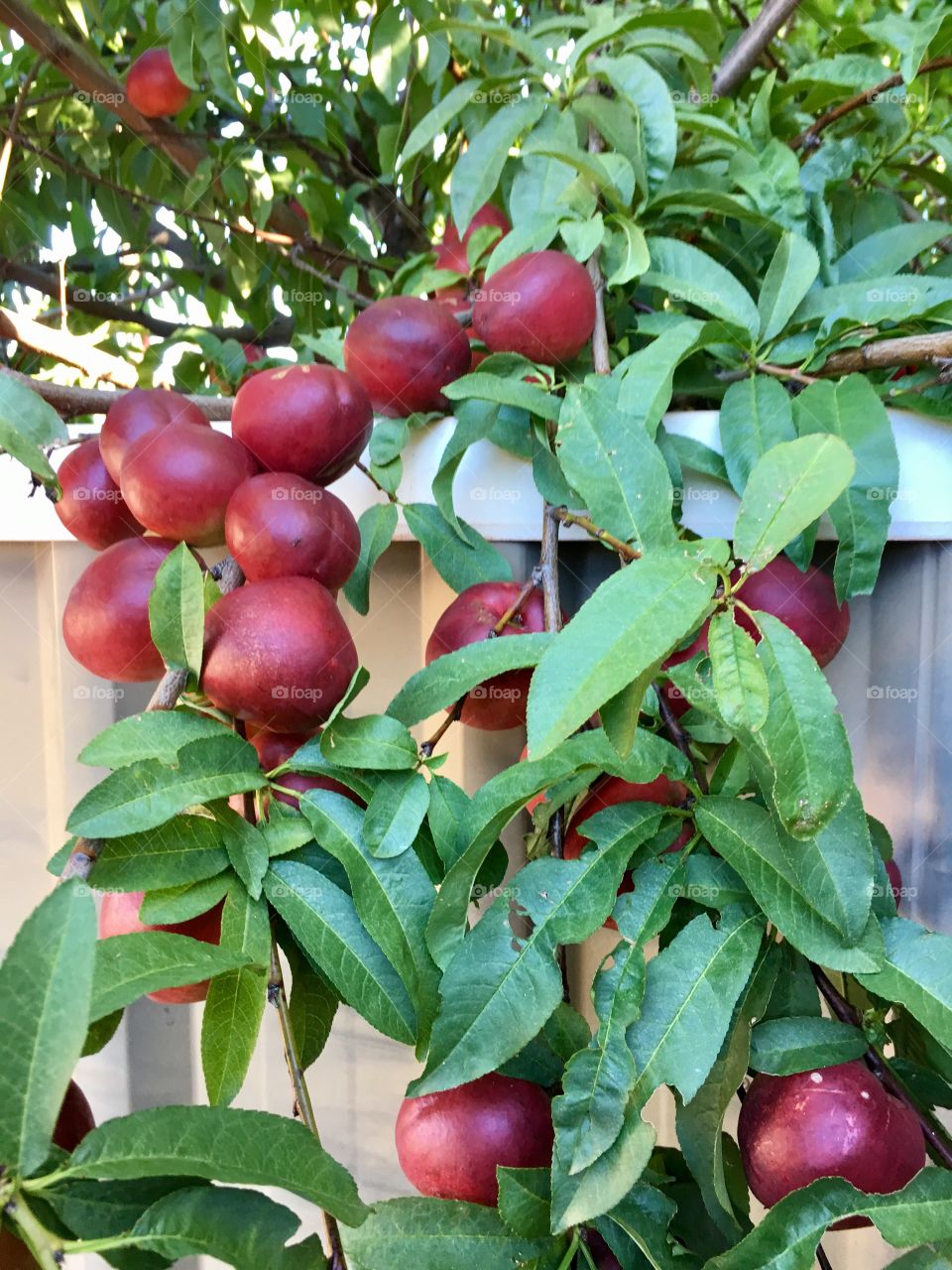 Heavy branch of bunches of ripe nectarines ready to be picked harvested 