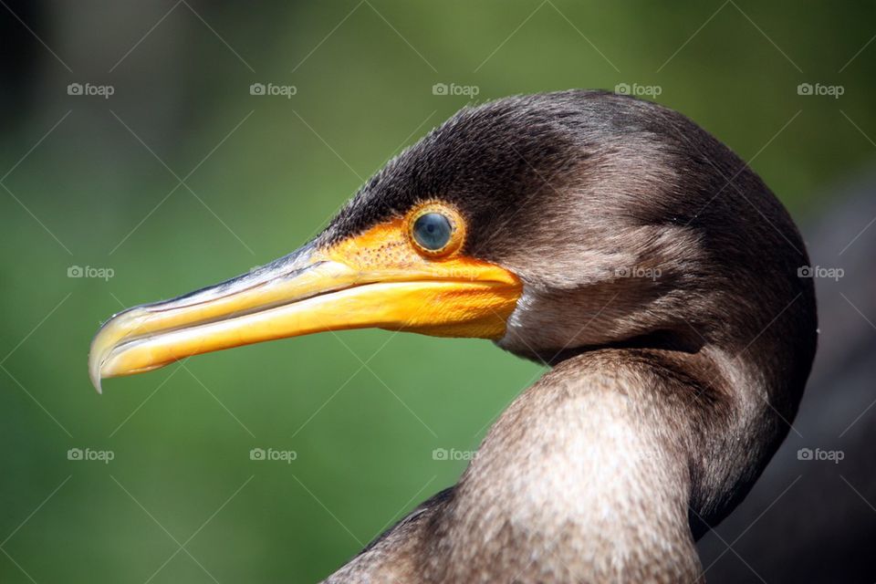 Cormorant close up