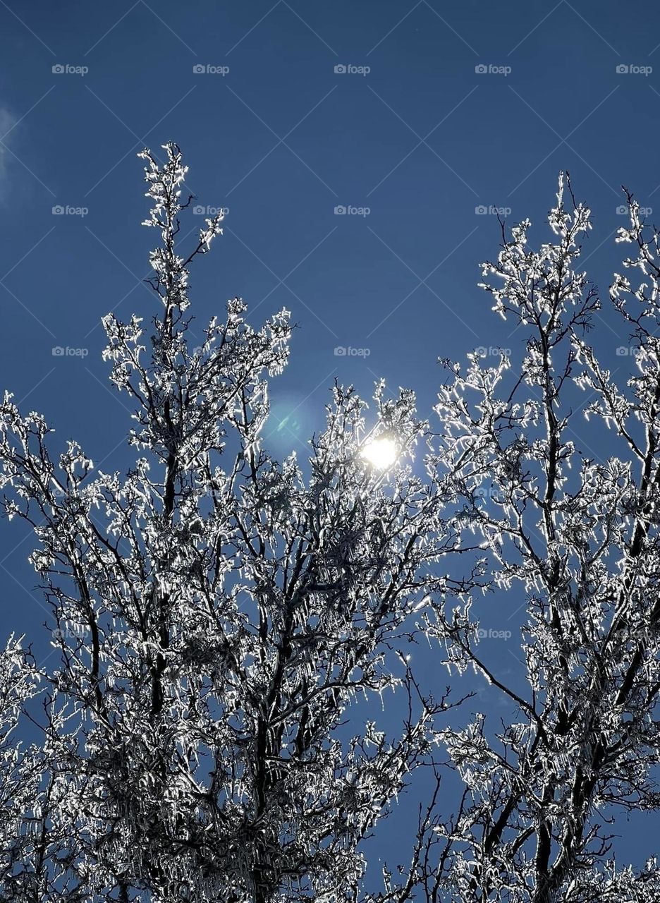 Sun peeking through tree branches covered in ice
