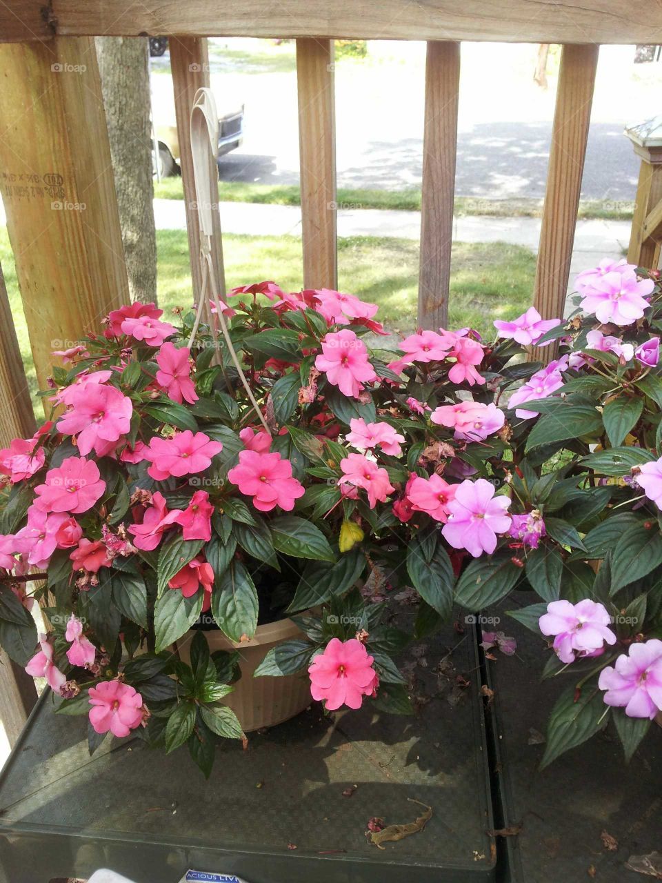 These are beautiful spring flowers we have on our front porch.