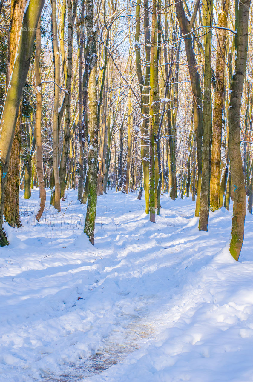 winter landscape