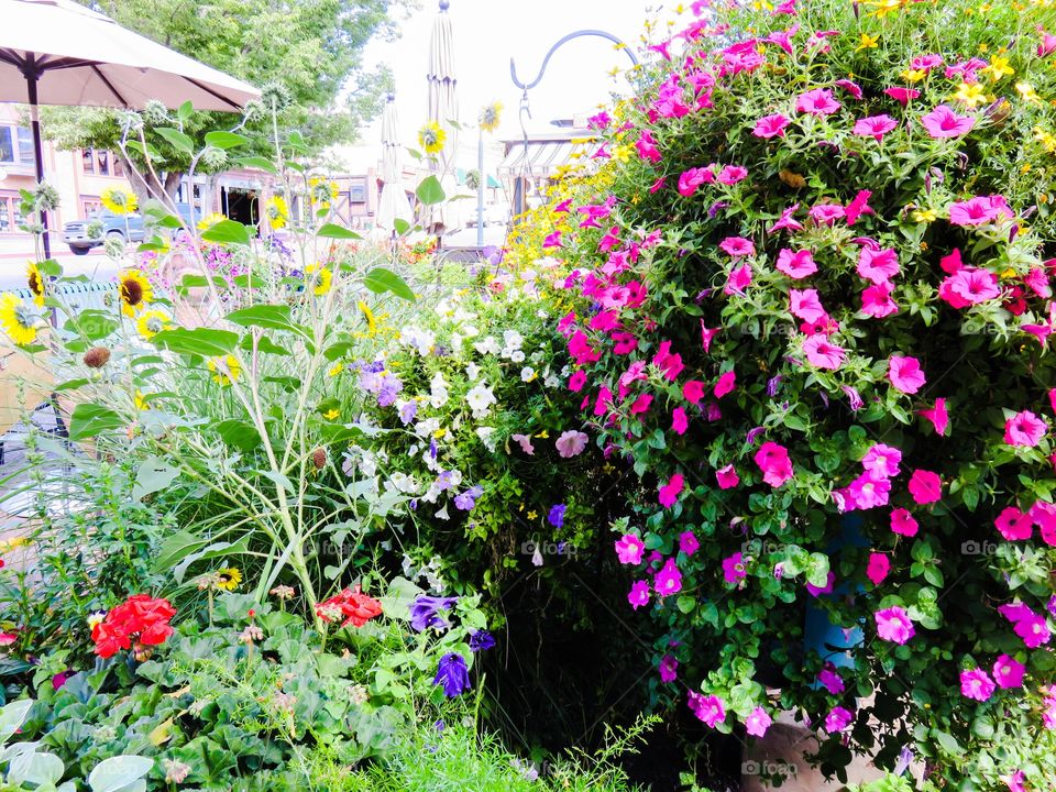 Town square flowers