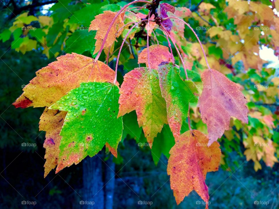 Fall leaves 