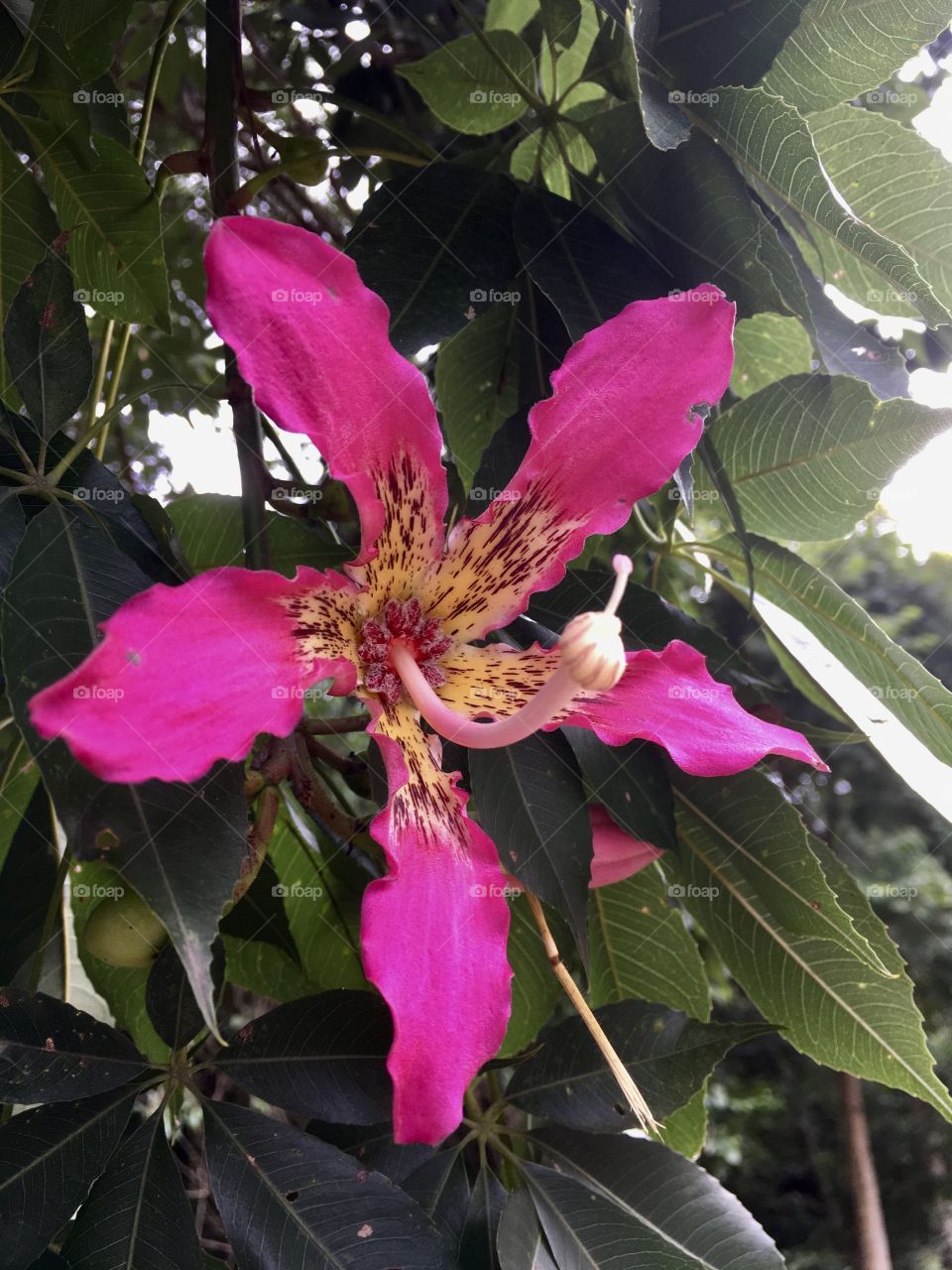 🌹 🇺🇸 Very beautiful flowers to brighten our day.  Live nature and its beauty. Did you like the delicate petals? / 🇧🇷 Flores muito bonitas para alegrar nosso dia. Viva a natureza e sua beleza. Gostaram das pétalas delicadas? 