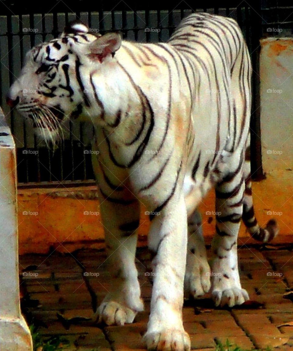 macan putih