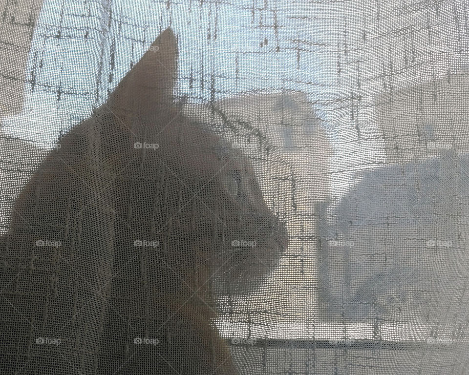 Cat sitting behind the curtain looking out of the window. Silhouette photo. Copy space on the right side.