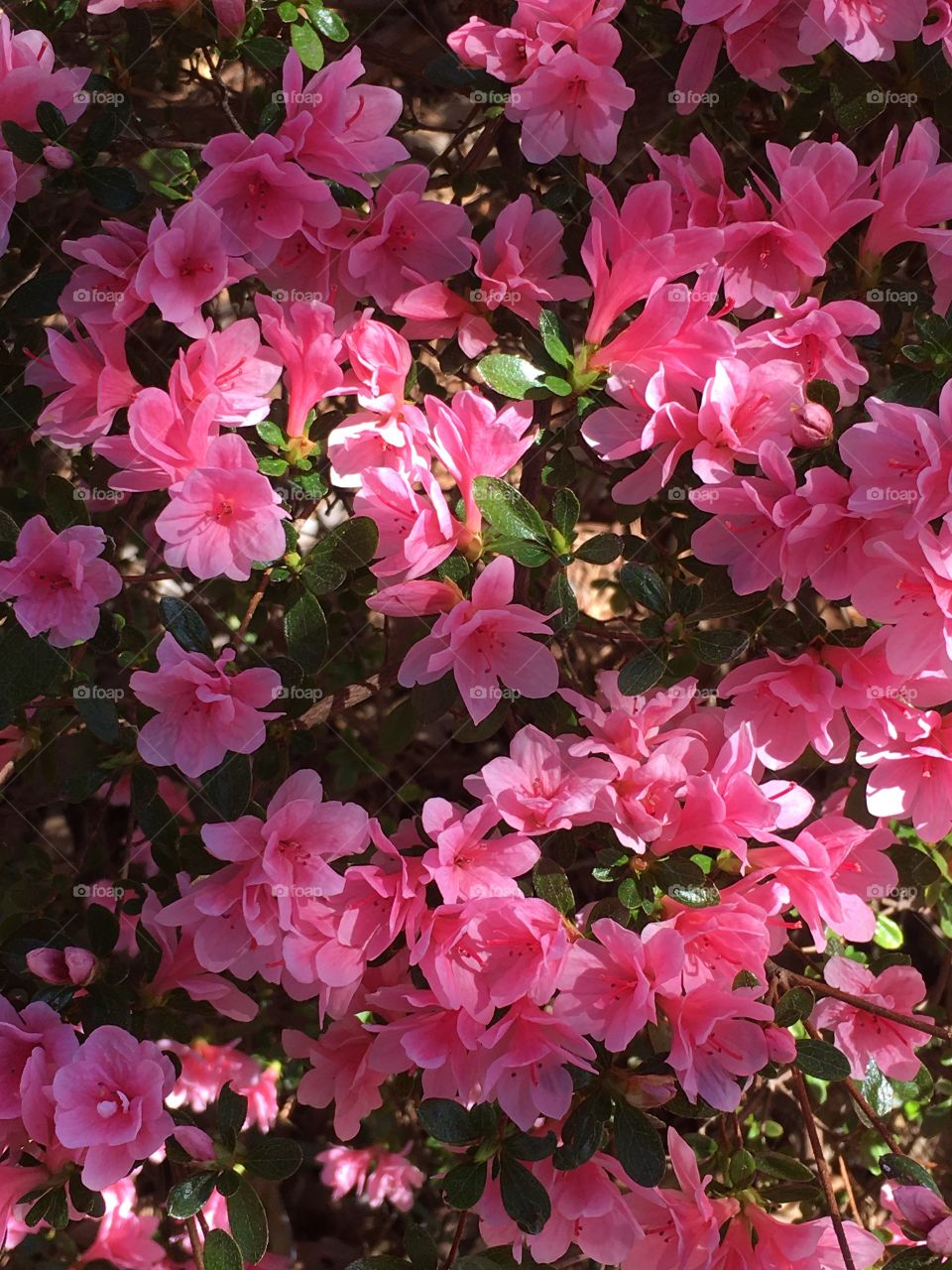 Closeup of azaleas 