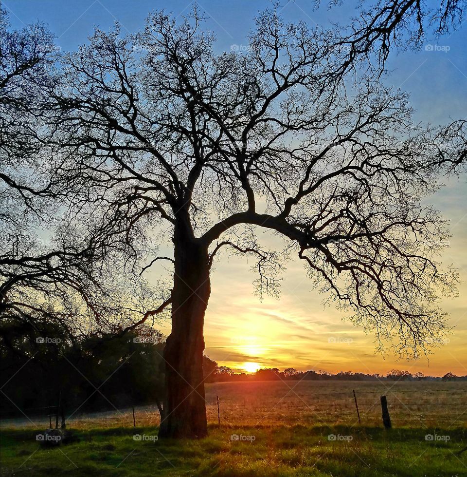 Oak tree sunset