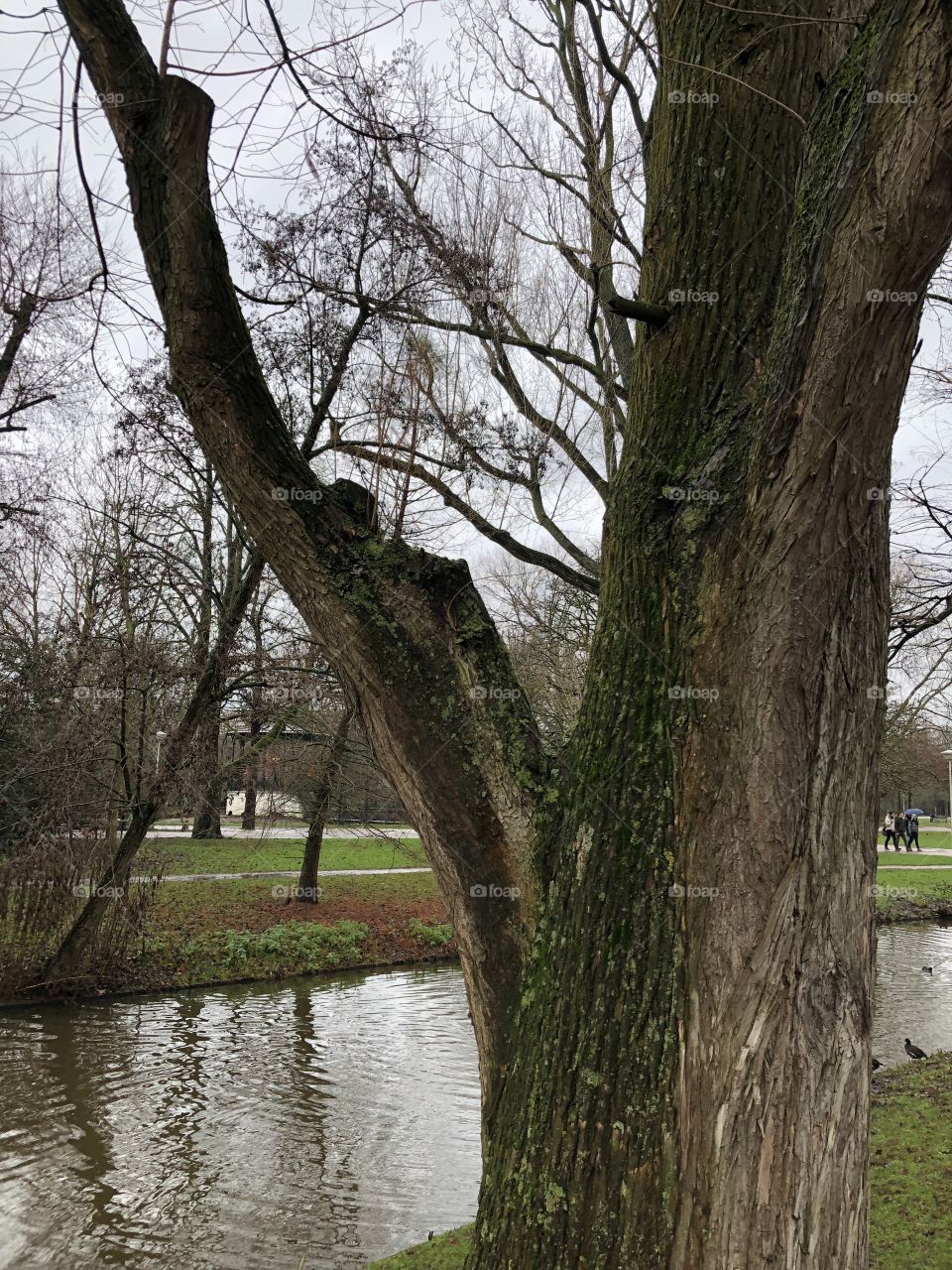 Tree Vondelpark Amsterdam 