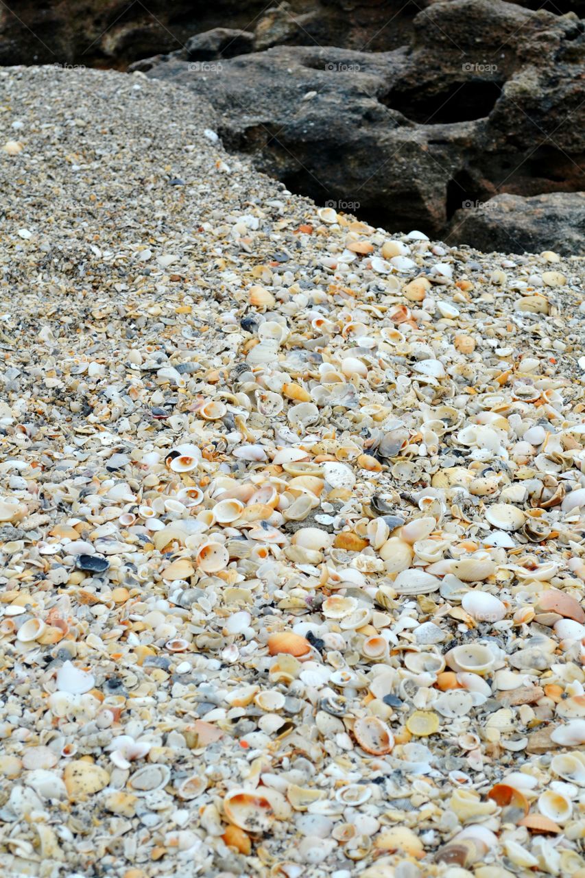 seashells. seashells