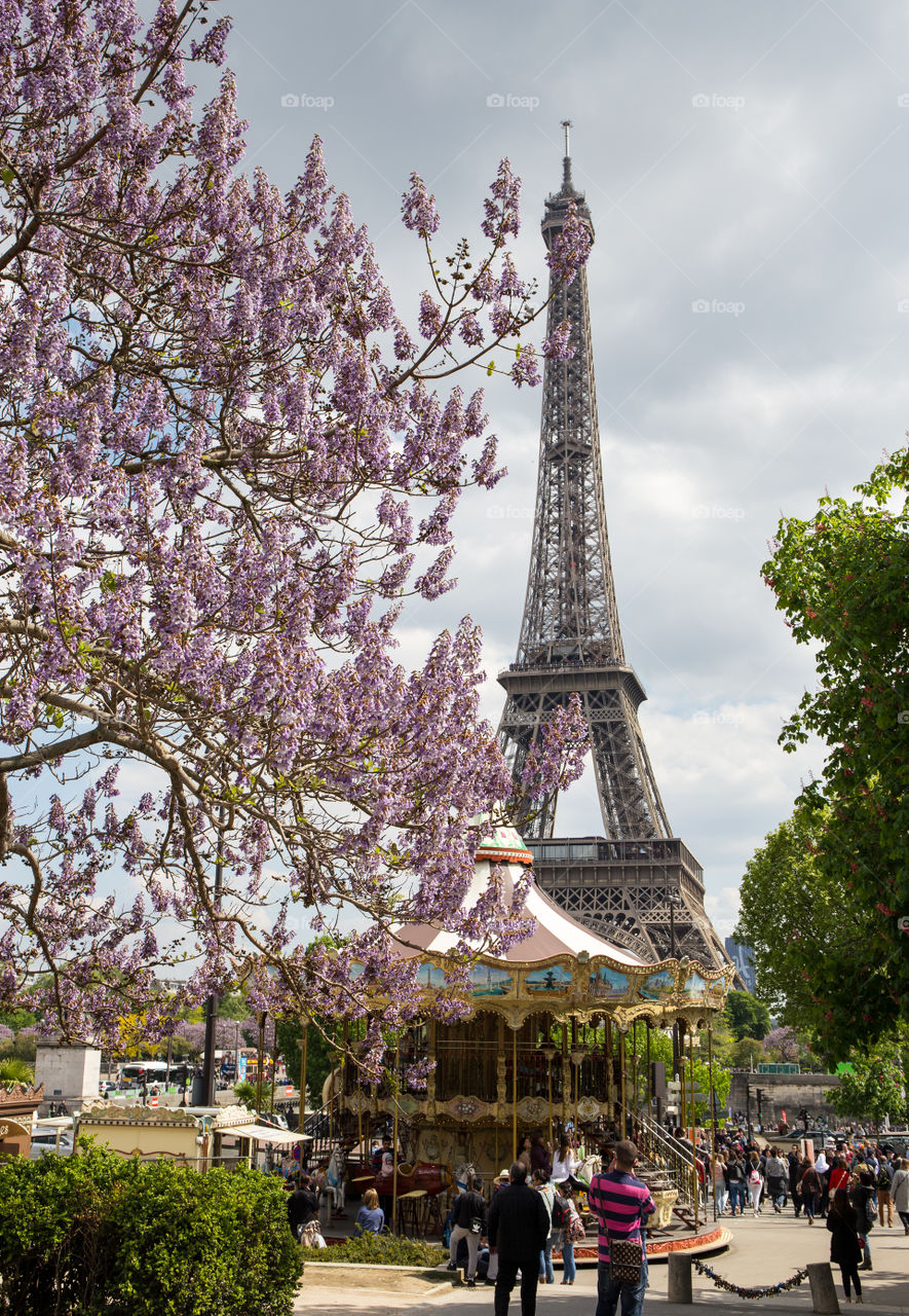 Paris Eiffel Tower in spring with violet blossoms on tree in front of carousel