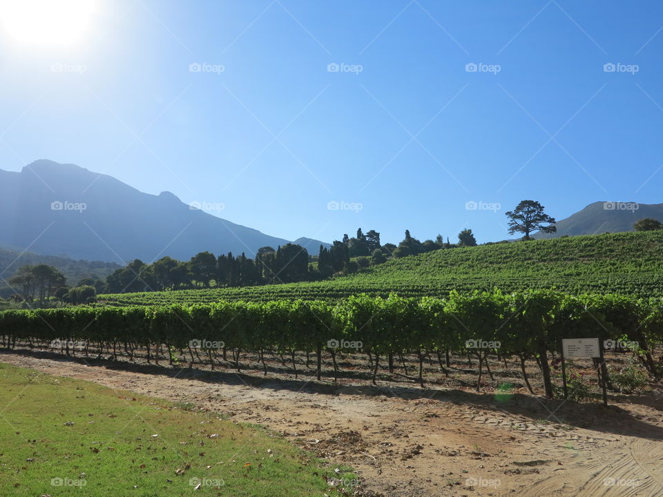 Grapes on the Vine. Constantia Wine Region, Cape Town, South Africa