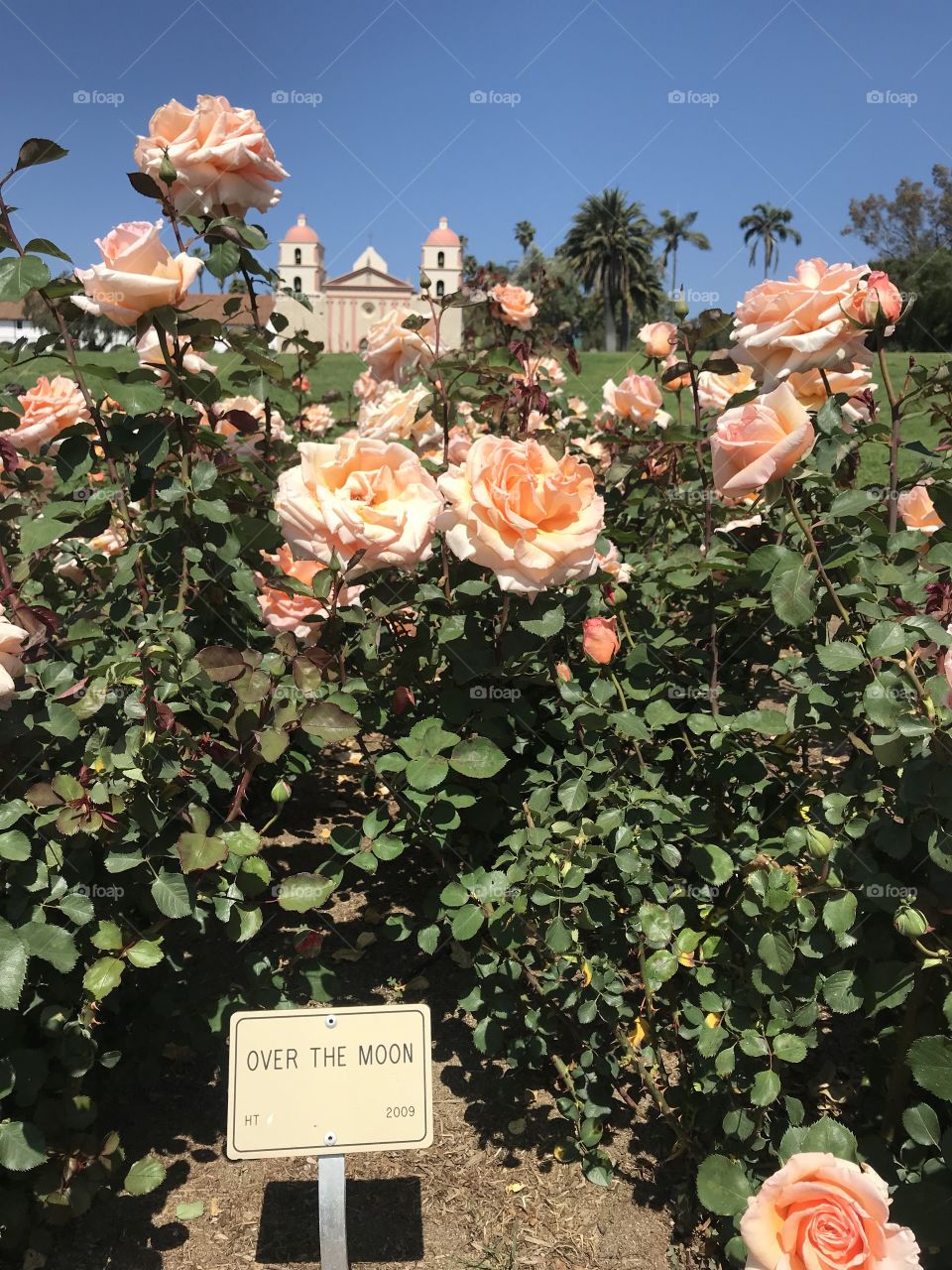Beautiful Santa Barbara mission roses