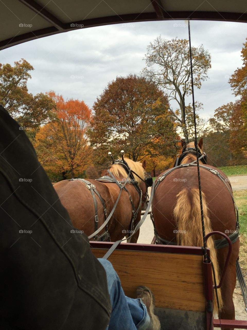 Fall Carriage Ride