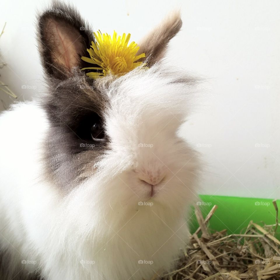 White rabbit with yellow flower