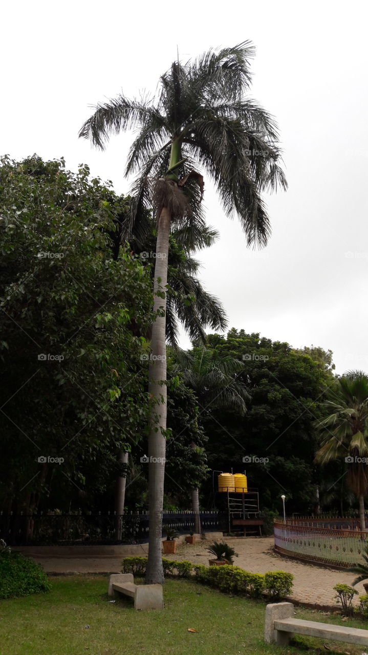 green with long tree