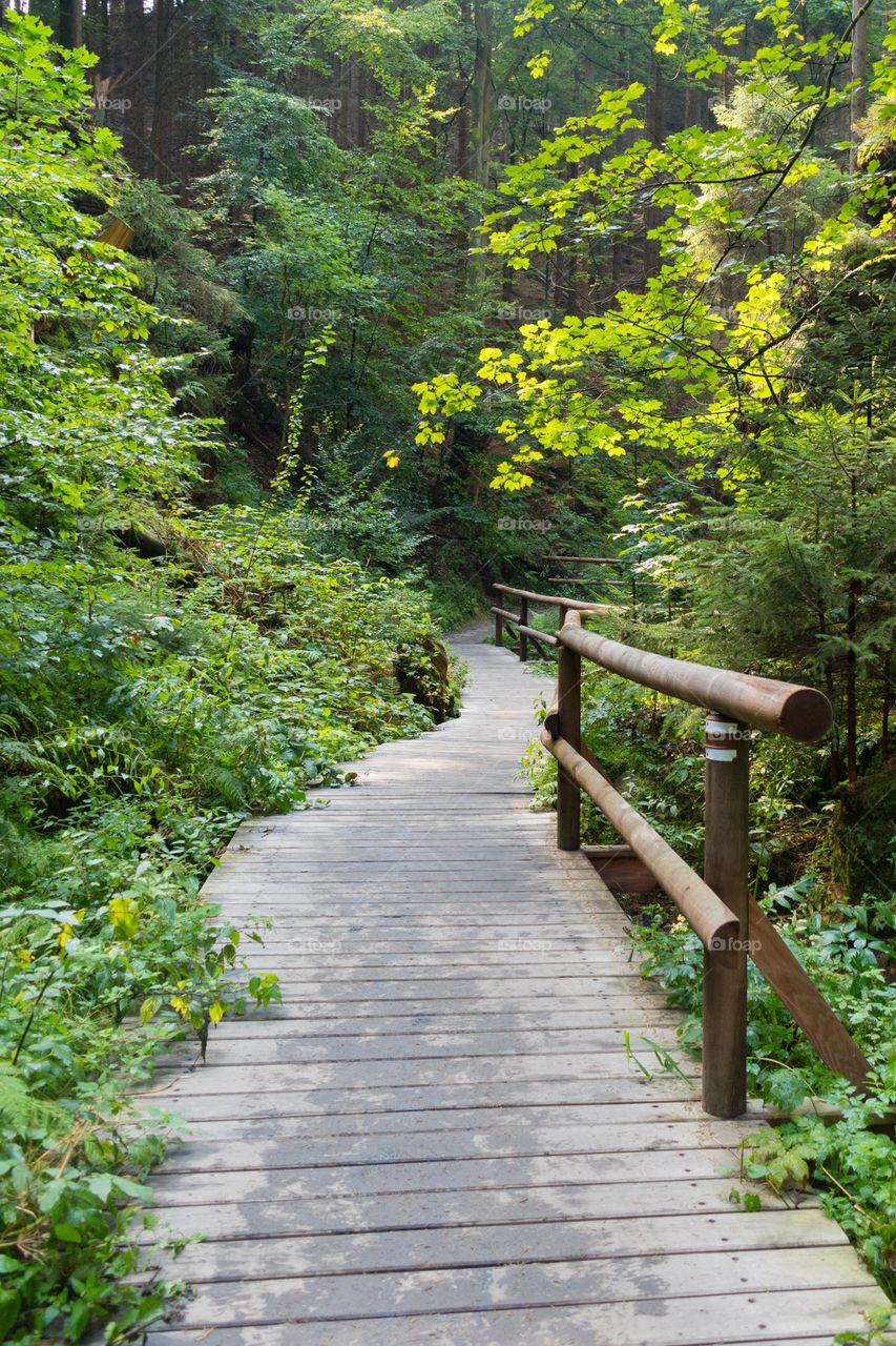 Wooden bridge and pathway at a forest. Pravcicka Brana, Czechia.