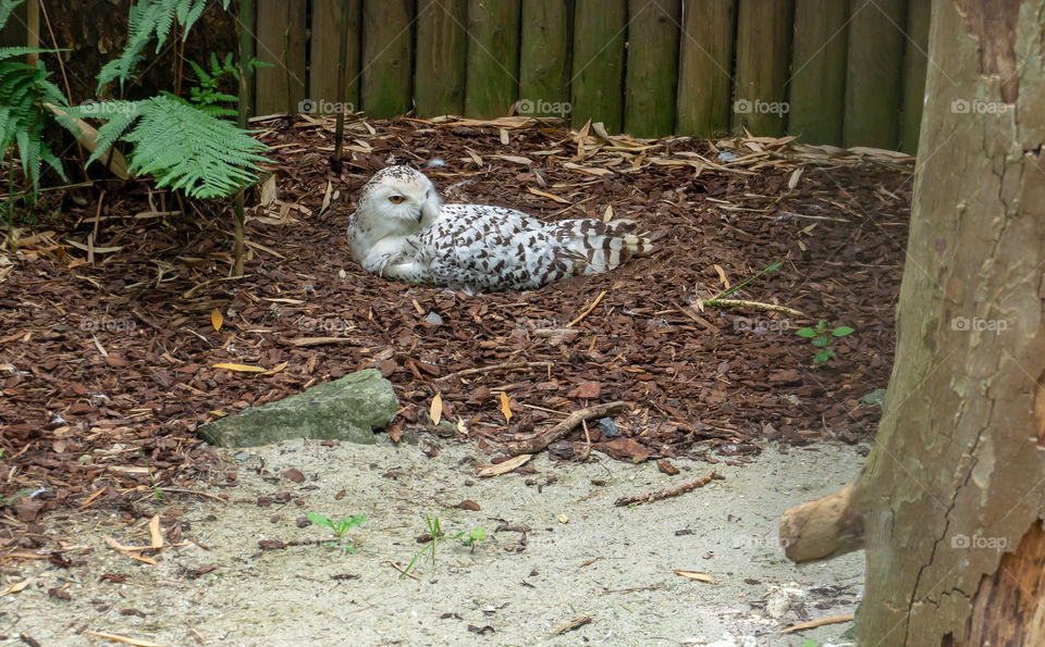 White owl lying on the ground