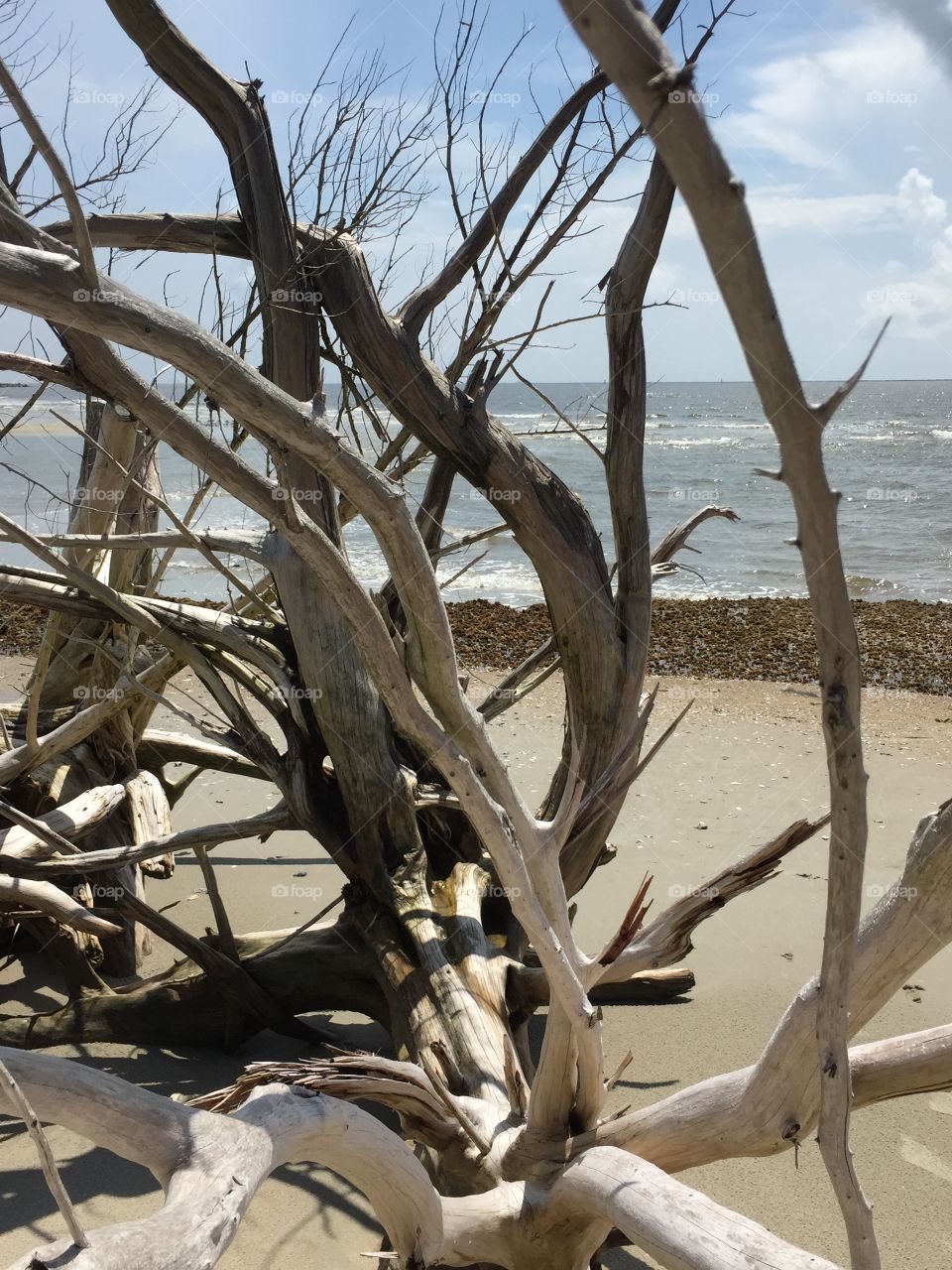 Driftwood on shell island 