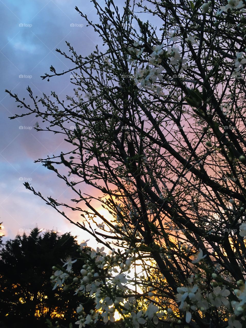 A glimpse of a beautiful sunset through the branches of a blossoming tree. Gorgeous colours, very peaceful. 