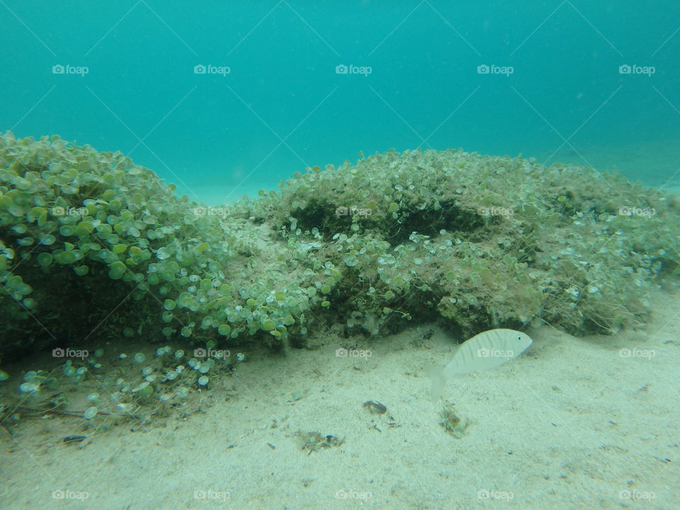 sea reef underwater. bottom of the sea, reef underwater