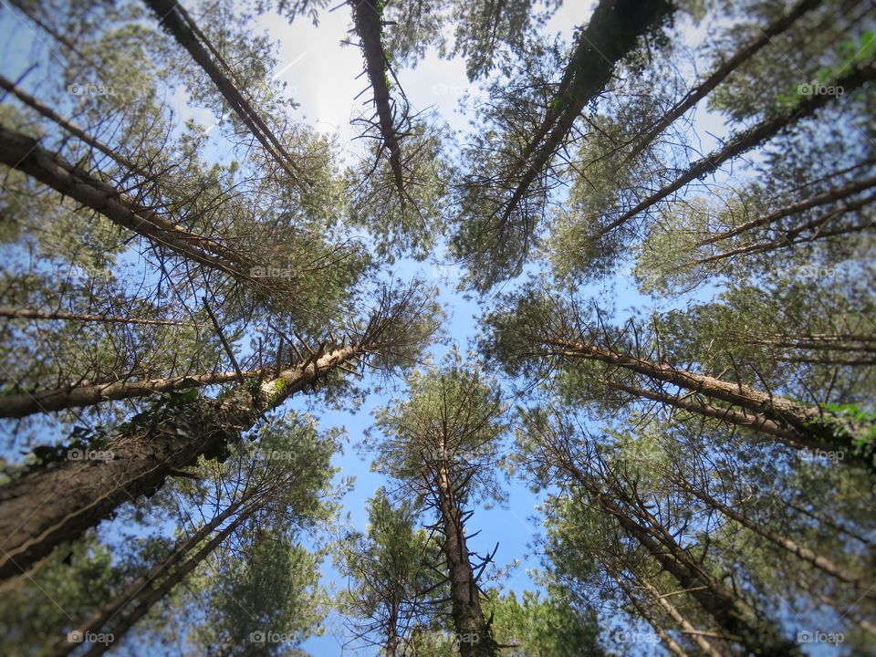 pine tree forest view from below