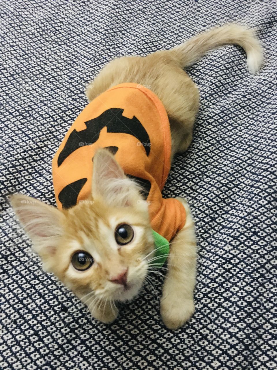 Gatito disfrazado de calabaza de Halloween 
