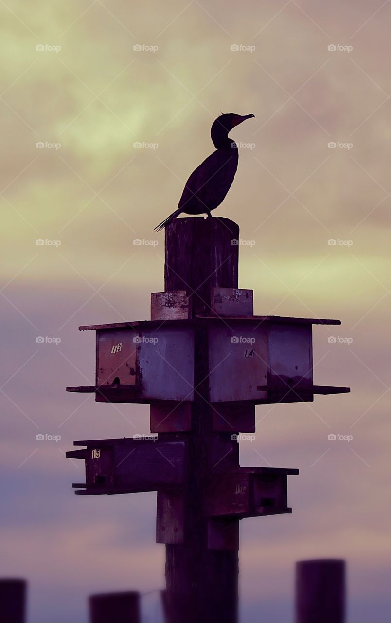 A cormorant perches on a collection of birdhouses near the shoreline of the Puget Sound at sunset 