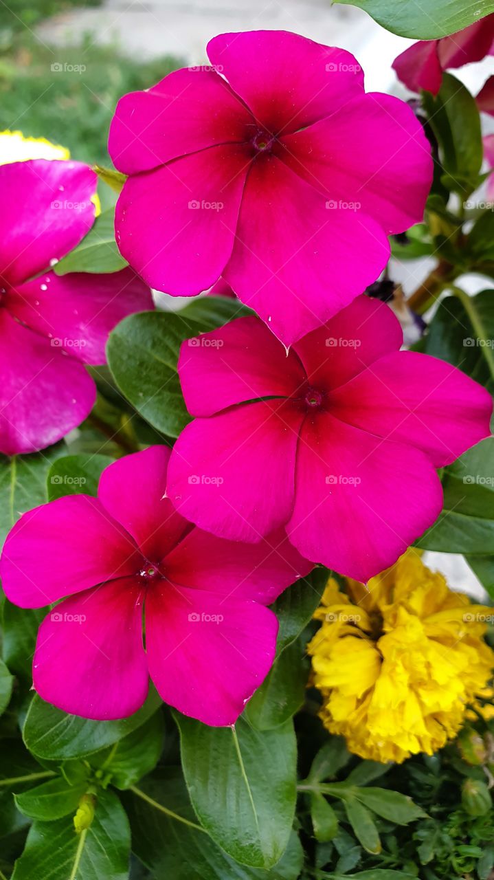 pink flowers forming diagonal line