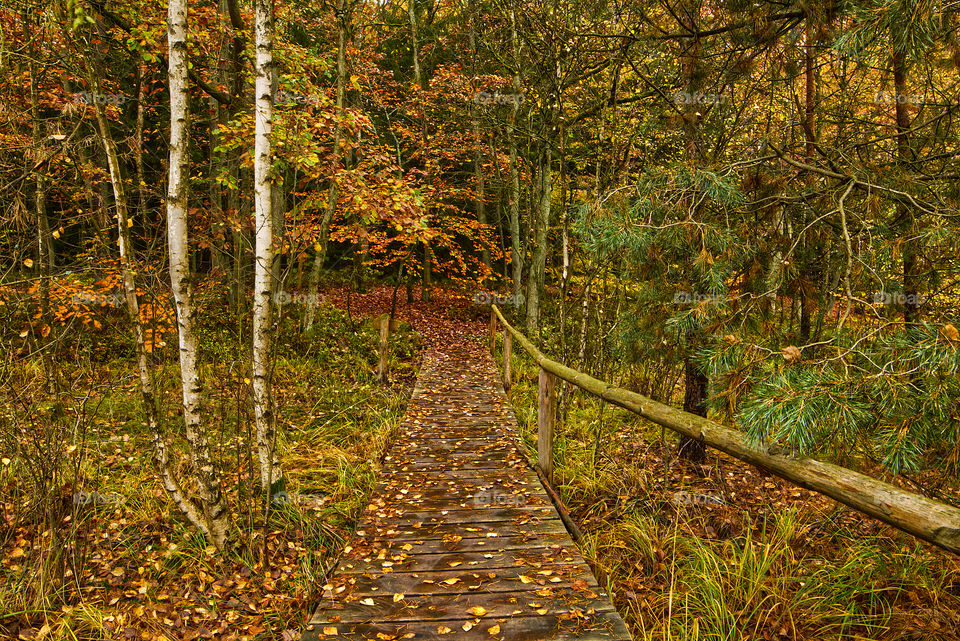 In the forest