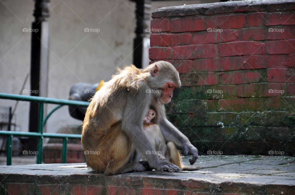 monkey family in Nepalese temple