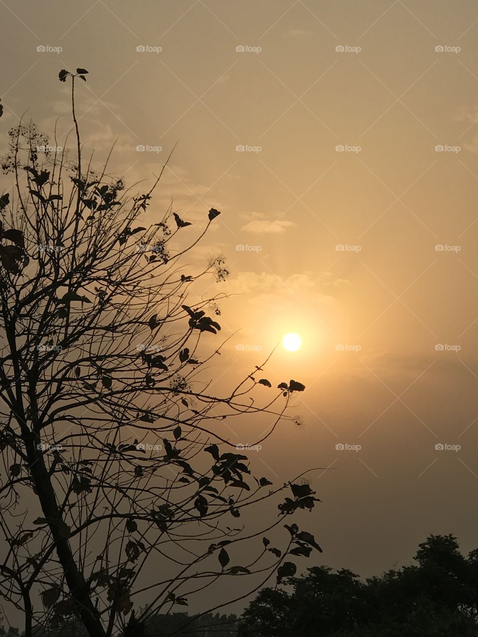 Silhouette, Tree, Bird, Sunset, Landscape