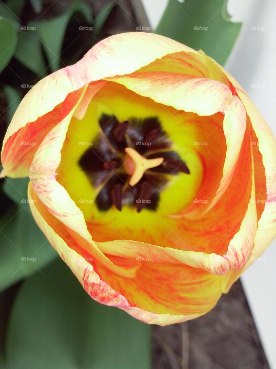 Fiery Sunset orange and yellow Tulip is photographed showcasing its beautiful stamen and coloring hidden inside its soft petals.