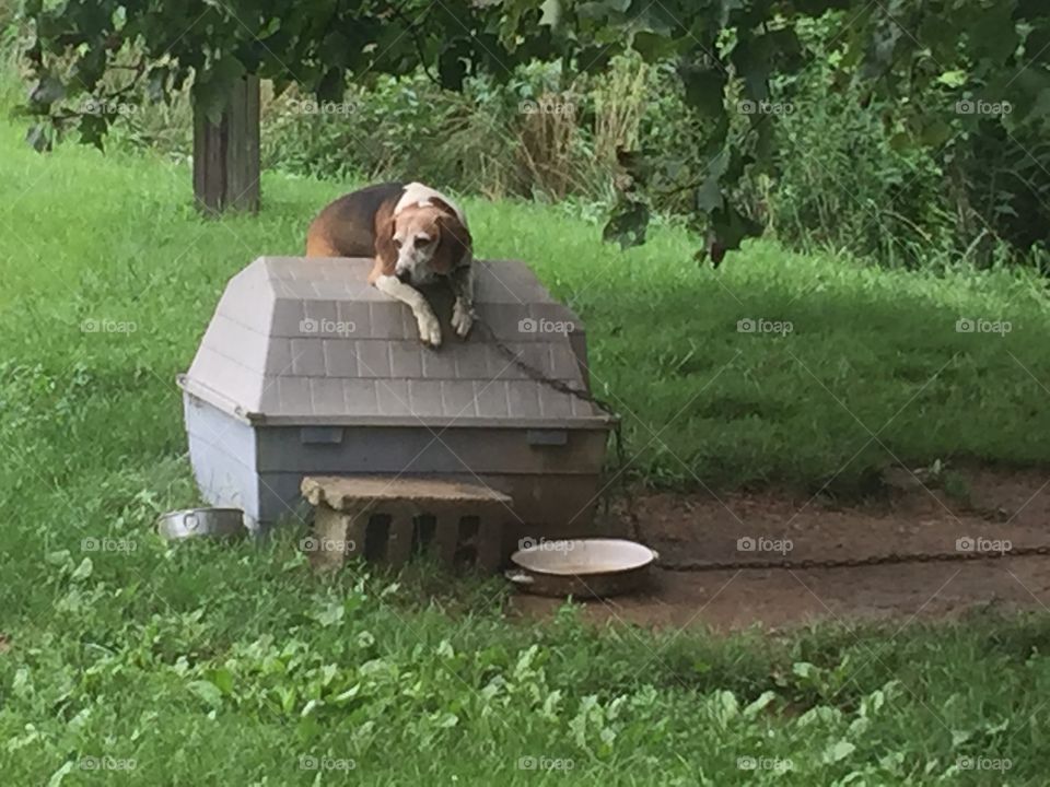 Beagle on doghouse